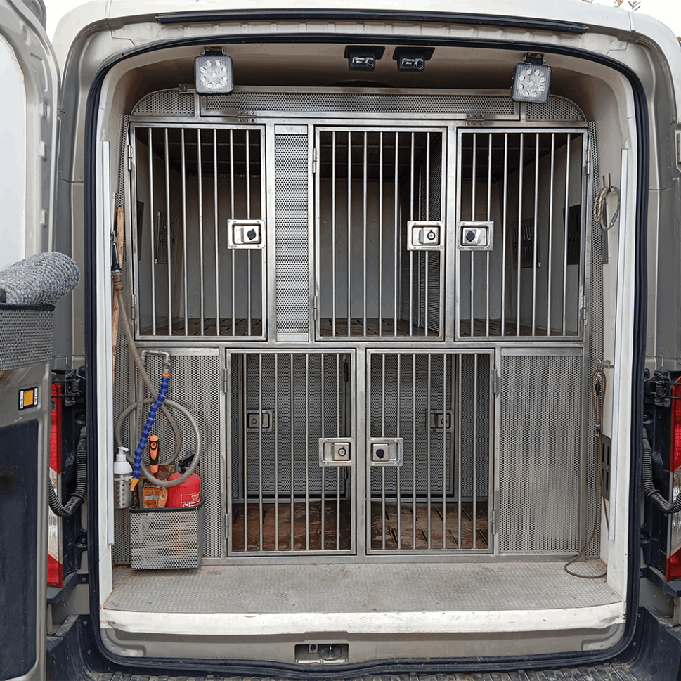 Allevamento Fianensi's setter inglese cane da caccia