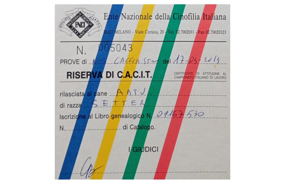 Allevamento del setter inglese Fianensi's caccia