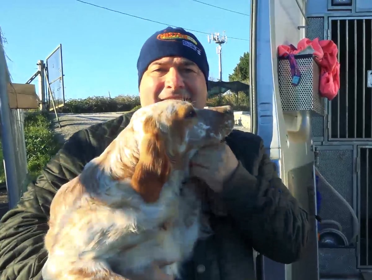 setter inglese allevamento fattrici Fianensi's