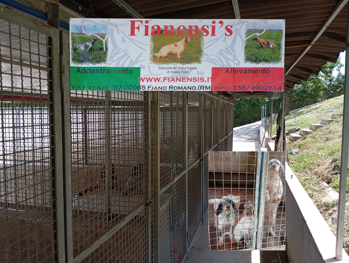 Setter inglese Fianensis allevamento cani da caccia