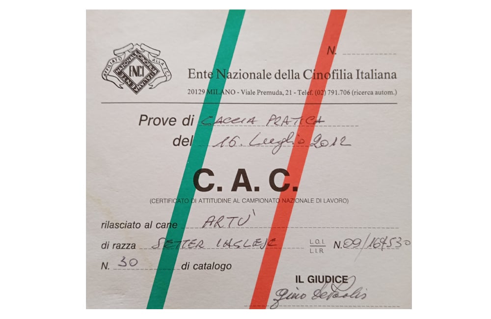 Allevamento del setter inglese Fianensi's caccia