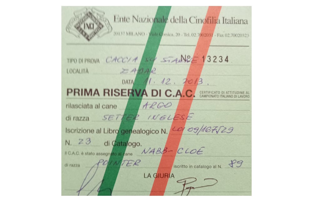 Allevamento del setter inglese Fianensi's caccia