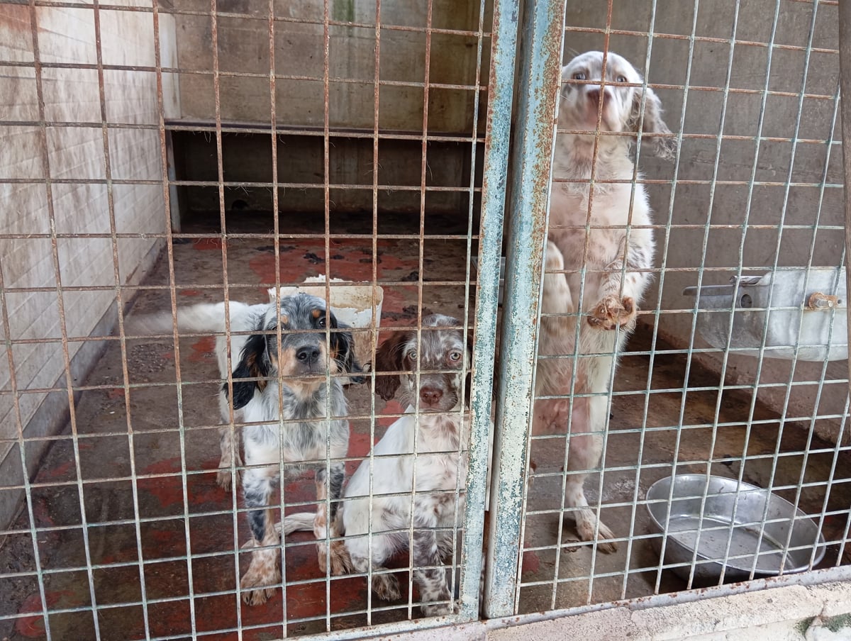 Cucciolate allevamento Fianensi's setter inglese