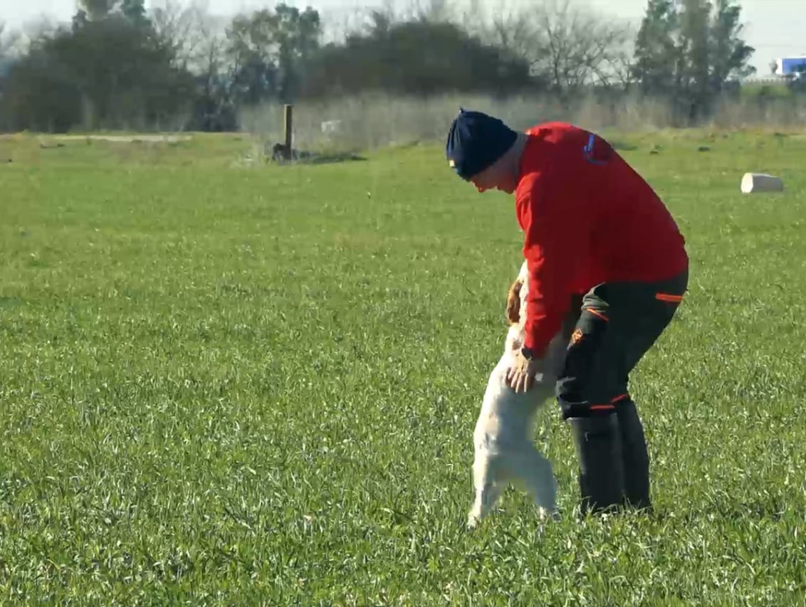 Allevamento Fianensi's del setter inglese caccia