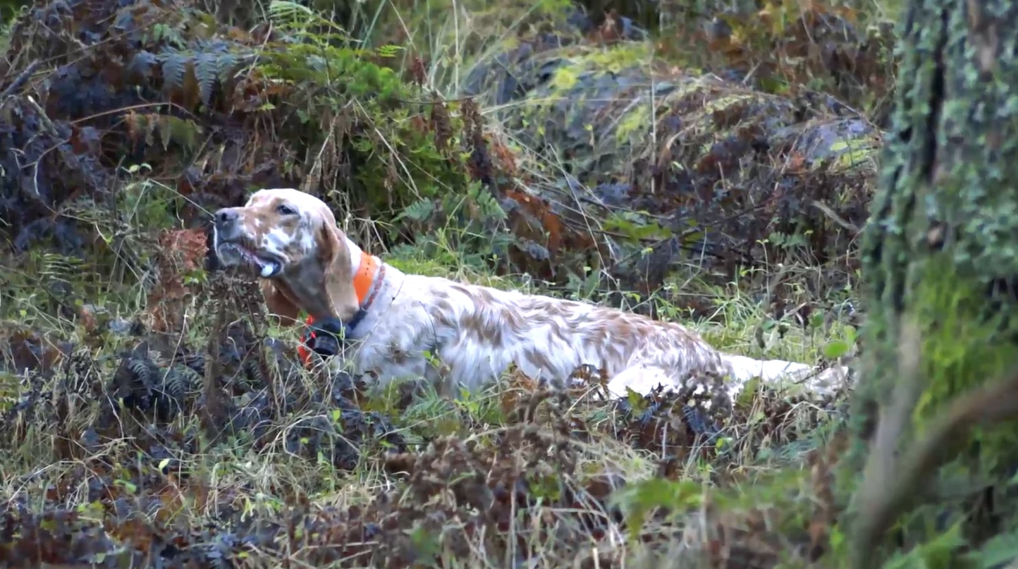 Addestramento alla caccia del setter inglese Fianensi's