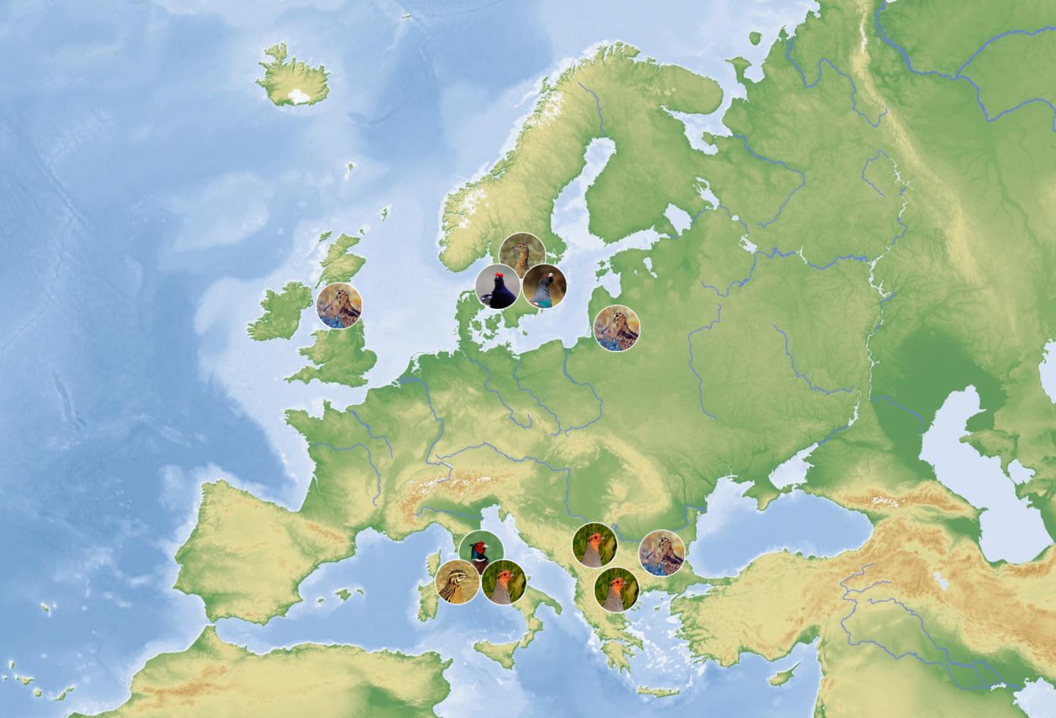 Fianensis's allevamento de setter inglese caccia