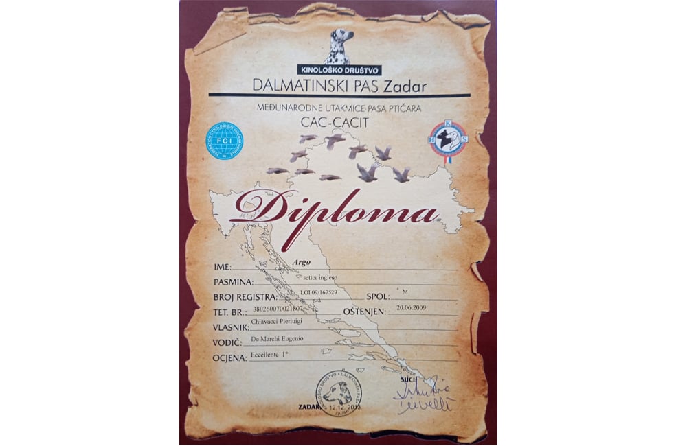 Allevamento del setter inglese Fianensi's caccia