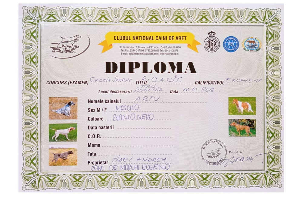 Allevamento del setter inglese Fianensi's caccia